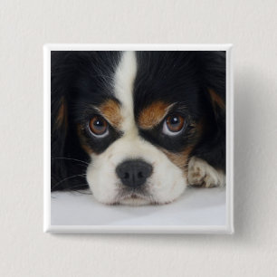 Cavalier King Charles Spaniel Tri Pin