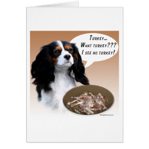Cavalier King Charles Spaniel Turkey