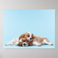 Cavalier King Charles Spaniels Sleeping