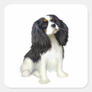 Cavalier King Charles - Tri Coloured Square Sticker