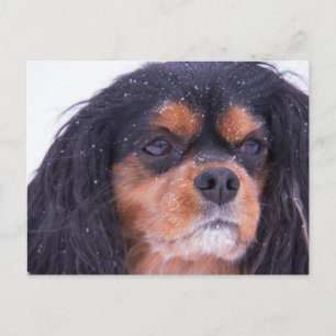 Cavalier King Charles With Snowflakes Postcard