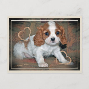 Cavalier King CharlesLove Postcard