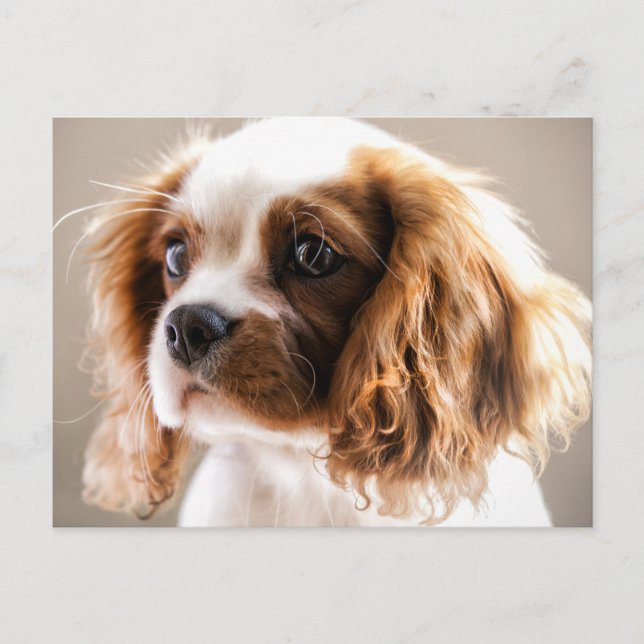 Cavalier king postcard (Front)