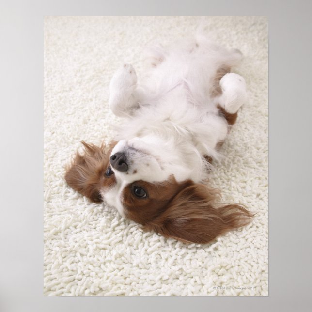 Cavalier showing belly poster (Front)