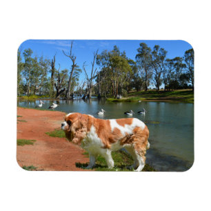 Cavalier Spaniel And Pelicans, Magnet