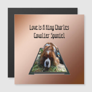 Cavalier Spaniel Popout Art, Magnetic Card