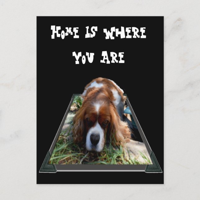 Cavalier Spaniel, Postcard (Front)