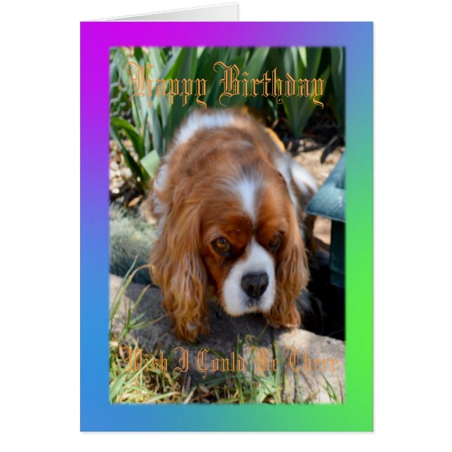 Cavalier Spaniel Wish I Could Be There Burthday (Front)