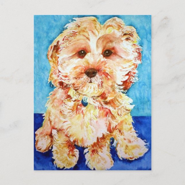 Cavapoo " Ollie". Postcard (Front)