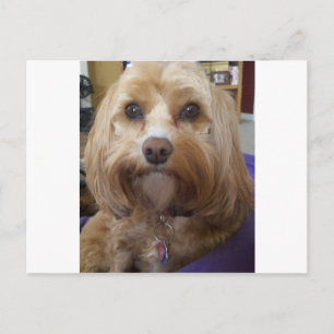 Cavapoo or Cavadoodle products Postcard