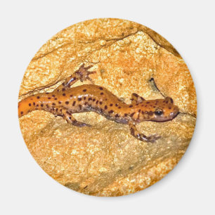 Cave Salamander Magnet