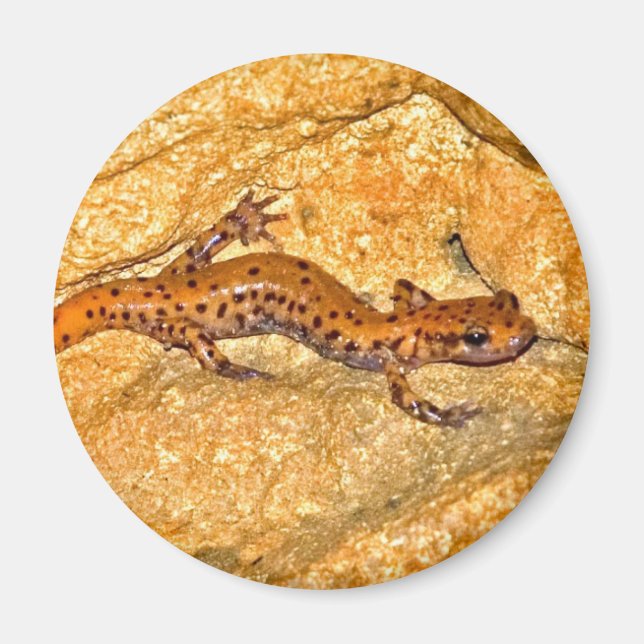 Cave Salamander Magnet (Front)