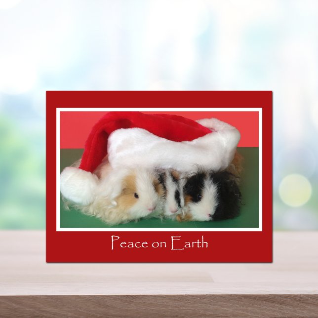 Cavy Christmas Guinea Pig Post Card (Creator Uploaded)