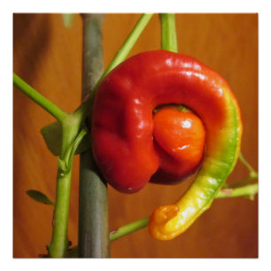 Cayenne Pepper Poster
