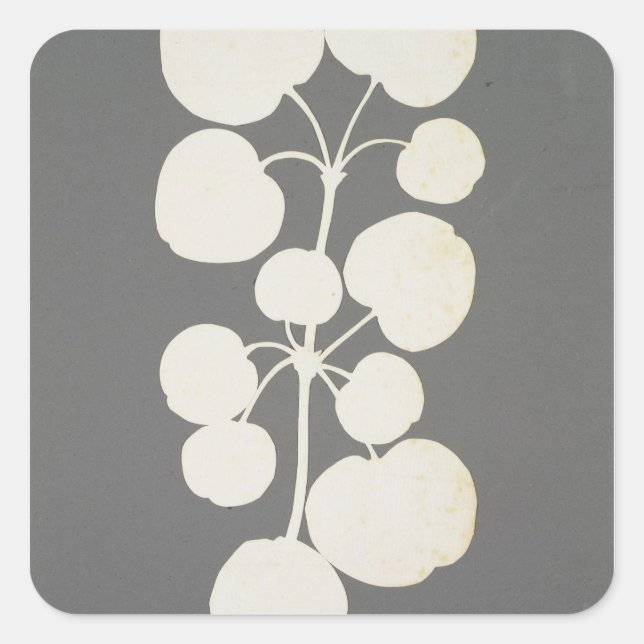 Cayenne Pepper Square Sticker (Front)