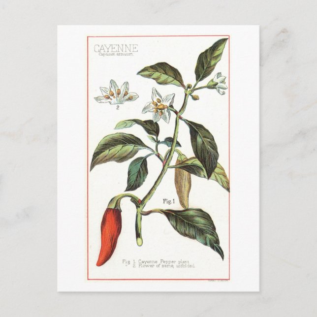 Cayenne Pepper Vintage Botanical Illustration Postcard (Front)