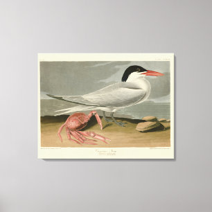 Cayenne (Royal) Tern - Audubon's Birds of America Canvas Print