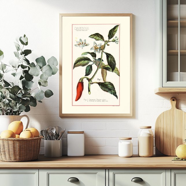 CAYENNE - VINTAGE BOTANICAL ILLUSTRATION POSTER (Creator Uploaded)