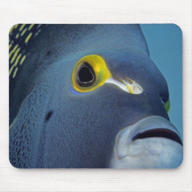 Cayman Islands, French Angelfish Pomacanthus Mouse Pad (Front)