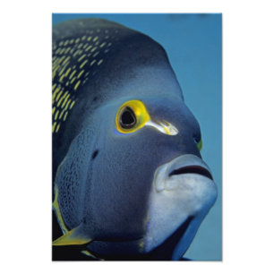 Cayman Islands, French Angelfish Pomacanthus Photo Print