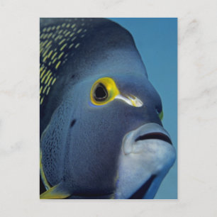 Cayman Islands, French Angelfish Pomacanthus Postcard