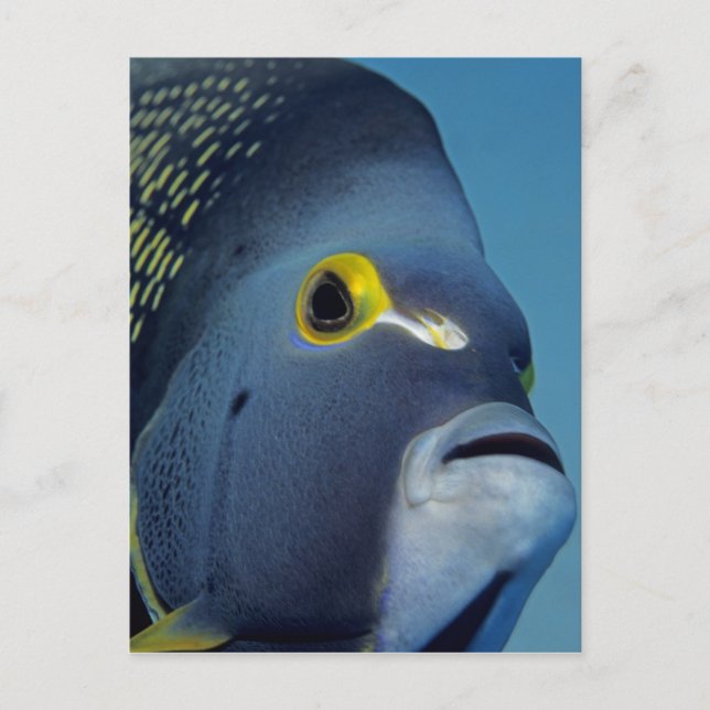 Cayman Islands, French Angelfish Pomacanthus Postcard (Front)