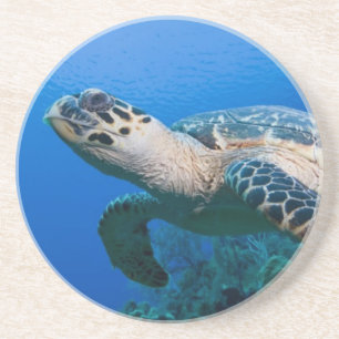Cayman Islands, Little Cayman Island, Underwater 2 Coaster