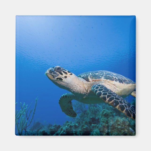 Cayman Islands, Little Cayman Island, Underwater 2 Magnet (Front)