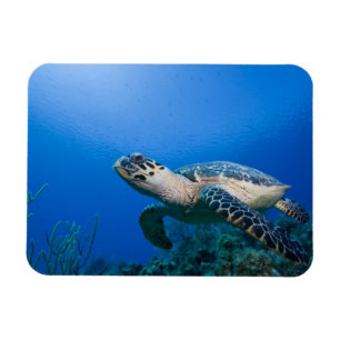 Cayman Islands, Little Cayman Island, Underwater 2 Magnet