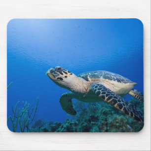 Cayman Islands, Little Cayman Island, Underwater 2 Mouse Pad
