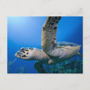 Cayman Islands, Little Cayman Island, Underwater Postcard