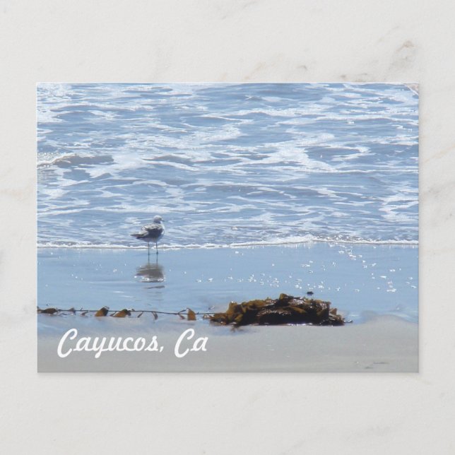 Cayucos Ca Postcard (Front)