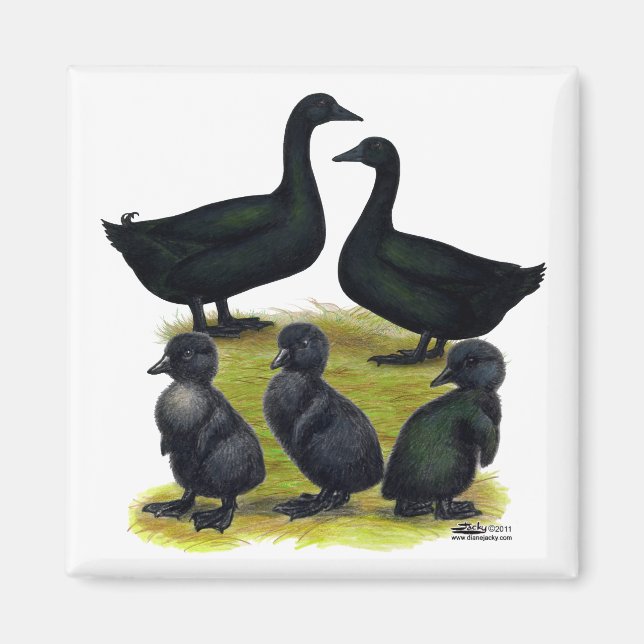Cayuga Duck Family Magnet (Front)