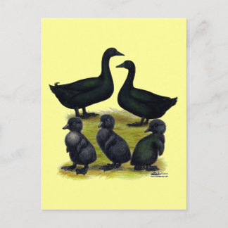 Cayuga Duck Family Postcard