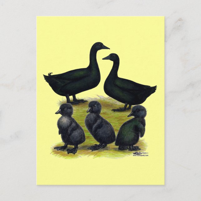 Cayuga Duck Family Postcard (Front)