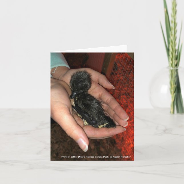 Cayuga Hatchling Card (Front)