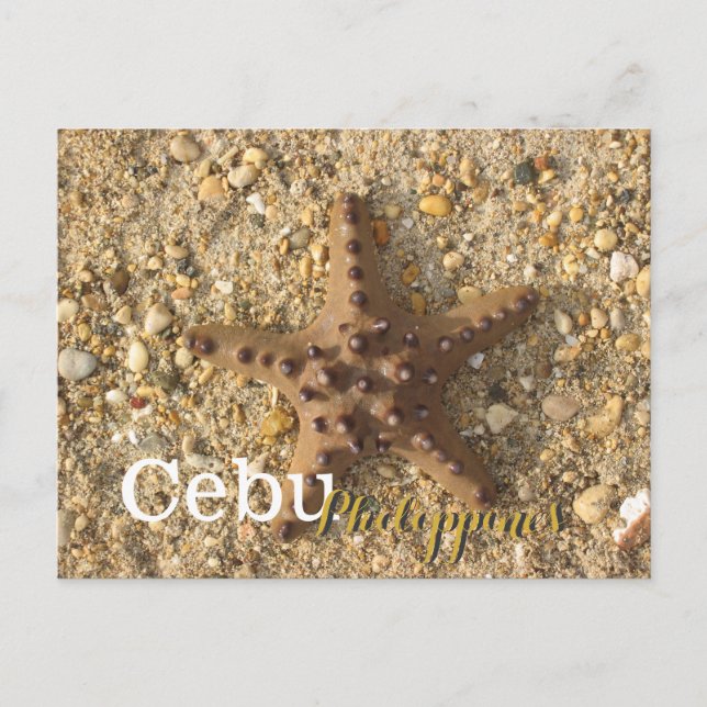 Cebu Philippines Brown Starfish Postcard (Front)