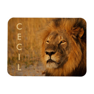Cecil the Lion from Africa Magnet