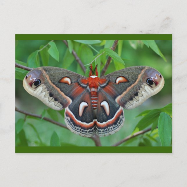 Cecropia Moth Postcard (Front)