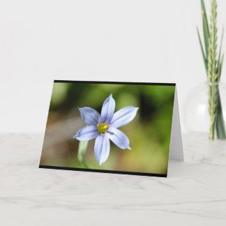 CEDA - FLOWER - BLANK CARD