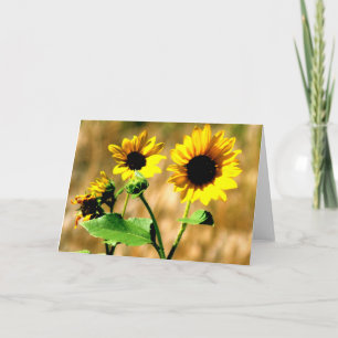 CEDA - SUNFLOWER - BLANK CARD