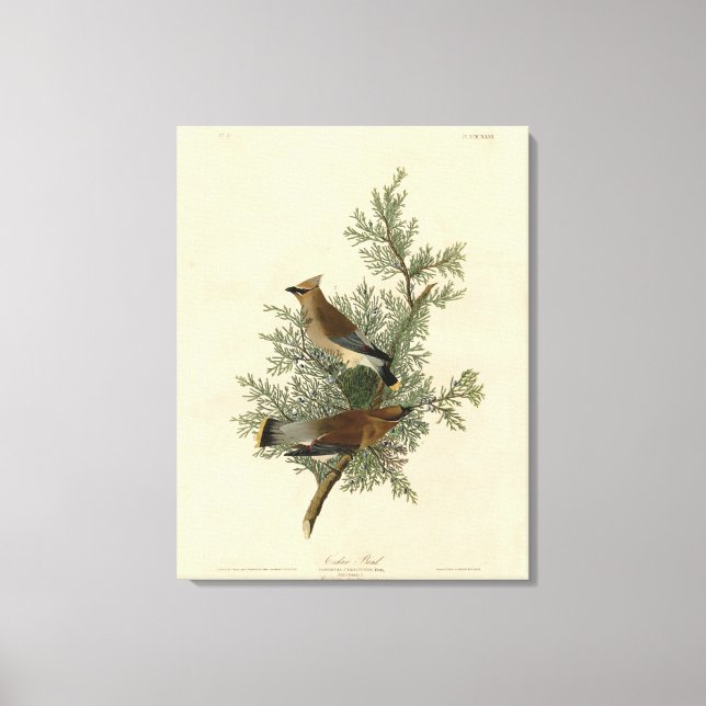 Cedar Bird, Cedar Waxwing Audubon Birds of America Canvas Print (Front)