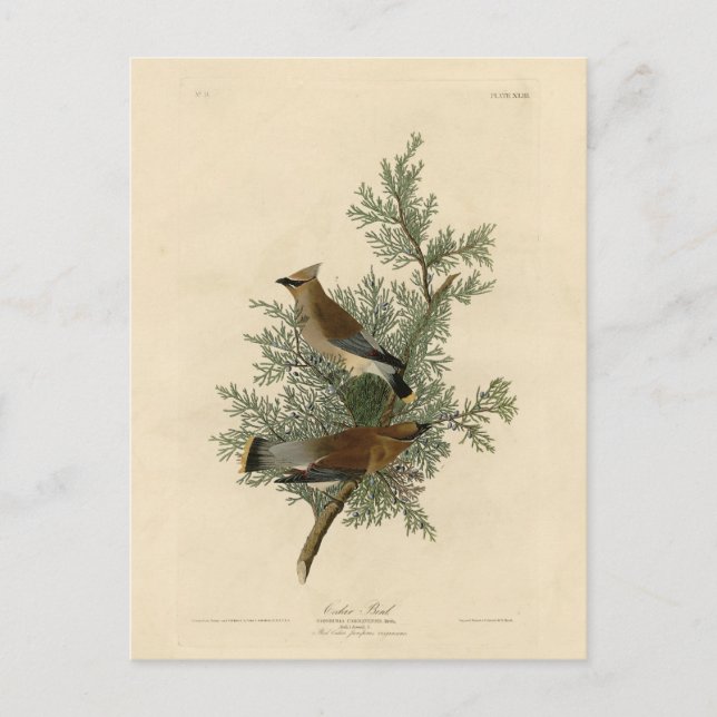 Cedar Bird, Cedar Waxwing Audubon Birds of America Postcard (Front)