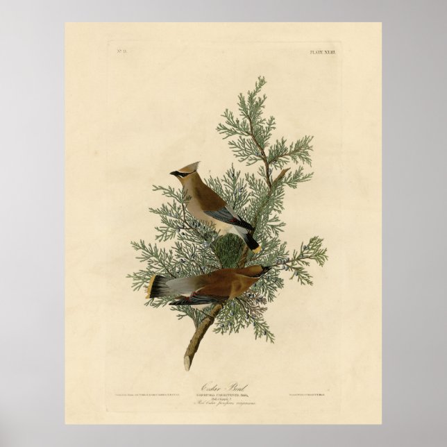 Cedar Bird, Cedar Waxwing Audubon Birds of America Poster (Front)