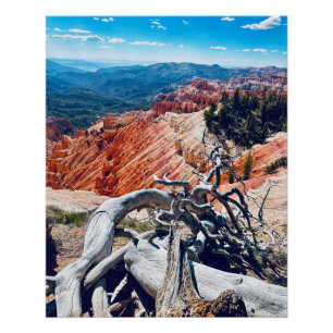 Cedar Breaks National Monument - Branch Poster