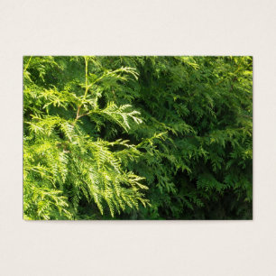 Cedar Hedge