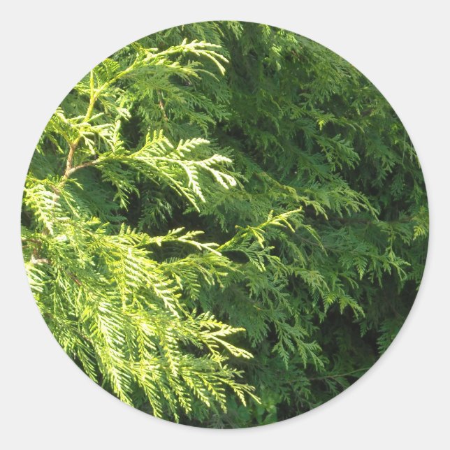 Cedar Hedge Classic Round Sticker (Front)