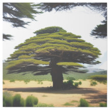 Cedar Of Lebanon
