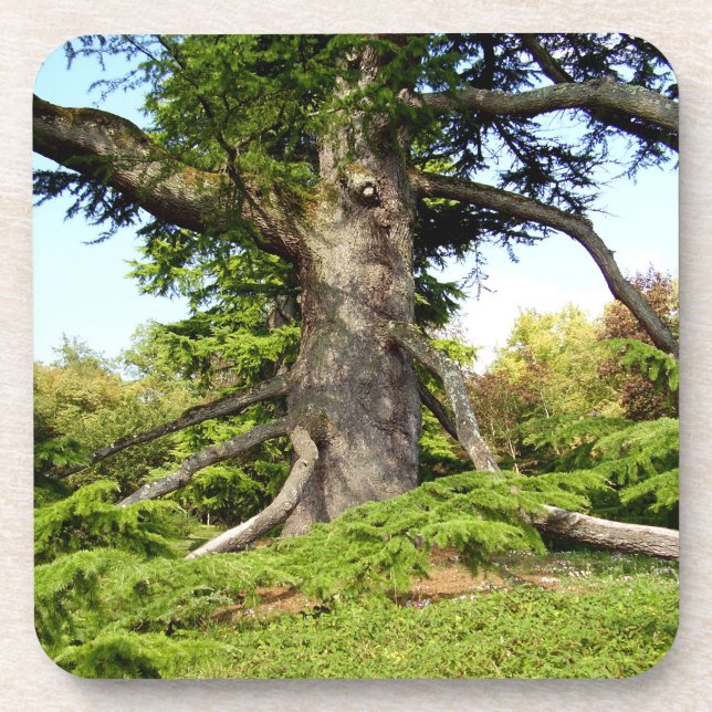 Cedar-of-Lebanon Tree Hard Plastic Coaster (Front)