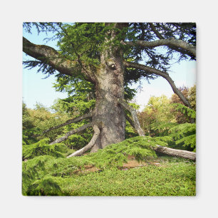 Cedar-of-Lebanon Tree Magnet